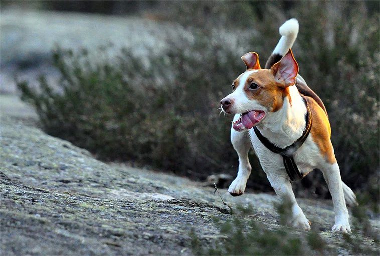 Populära svenska hundrasen har äntligen erkänts av American Kennel Club