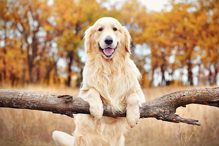 Golden Retriever fyller 160 – lär känna historien bakom en av världens mest älskade hundraser