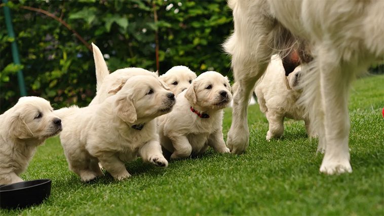 Golden Retriever fyller 160 – lär känna historien bakom en av världens mest älskade hundraser