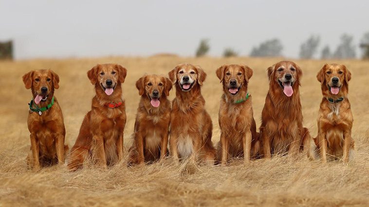 Golden Retriever fyller 160 – lär känna historien bakom en av världens mest älskade hundraser