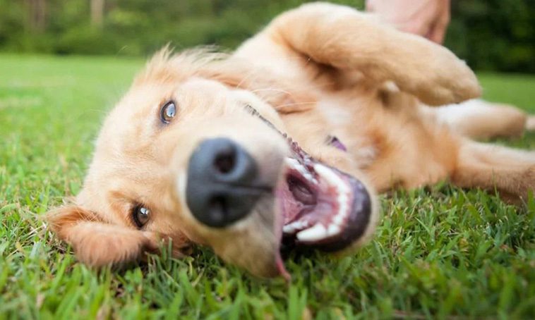 Golden Retriever fyller 160 – lär känna historien bakom en av världens mest älskade hundraser