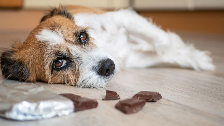 Så kan du rädda livet på din hund om den får i sig choklad