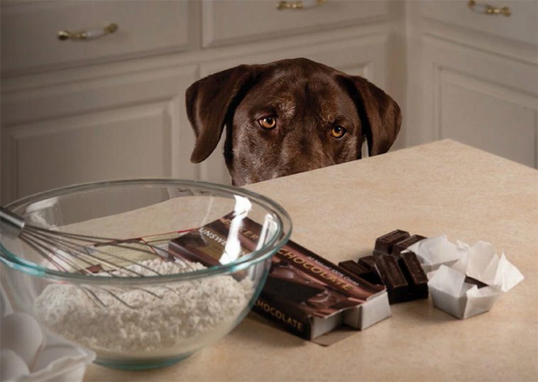 Så kan du rädda livet på din hund om den får i sig choklad