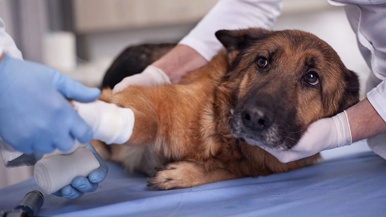 Vad ska du göra om din hund har ätit choklad?