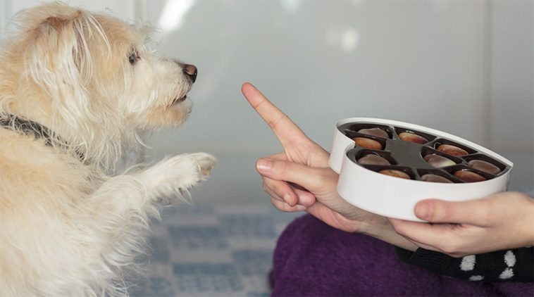 Förebygg olyckor – håll chokladen borta från din hund