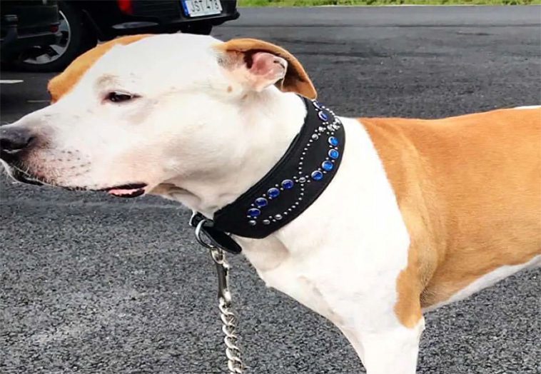Alinas hund Mirko sköts ihjäl av polis i Uddevalla: Fyra skott och en begäran om rättvisa