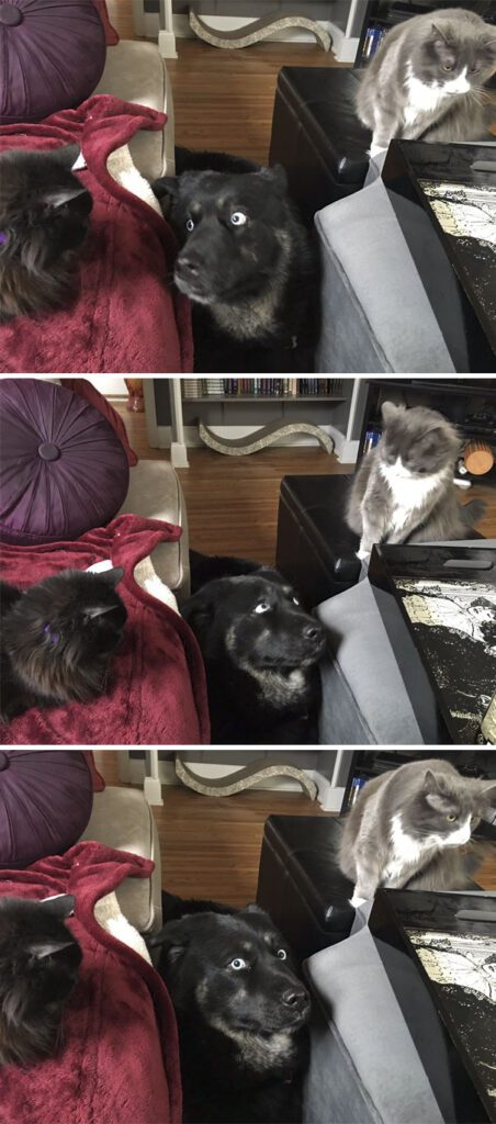 Hundar och katter leva tillsammans? 56 gånger det gick riktigt åt pipsvängen