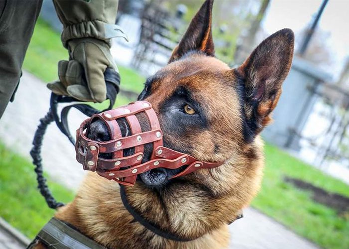 Militärhund övergiven av ryska trupper – får nytt hem hos den ukrainska armén