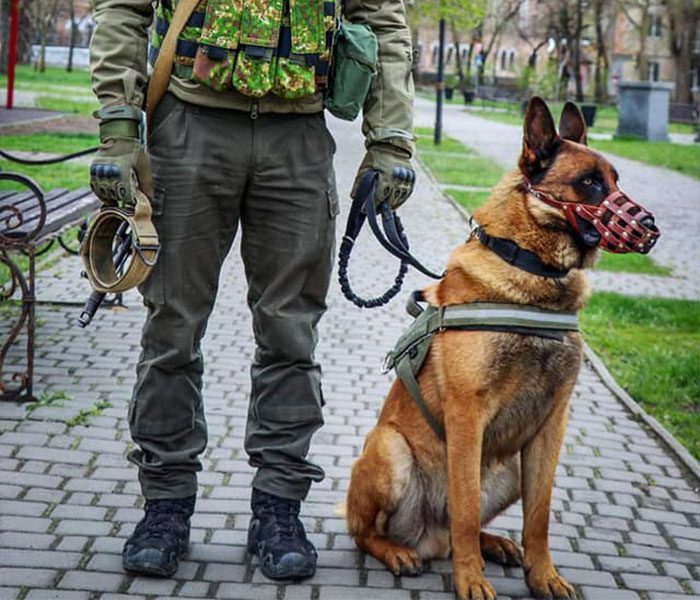 Militärhund övergiven av ryska trupper – får nytt hem hos den ukrainska armén