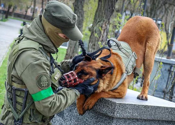 Militärhund övergiven av ryska trupper – får nytt hem hos den ukrainska armén