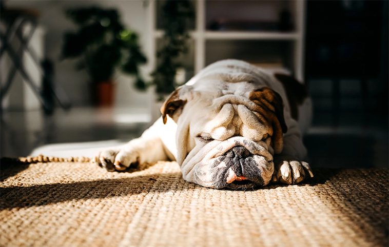 Hur mycket sover seniorhundar – och bör du vara orolig?
