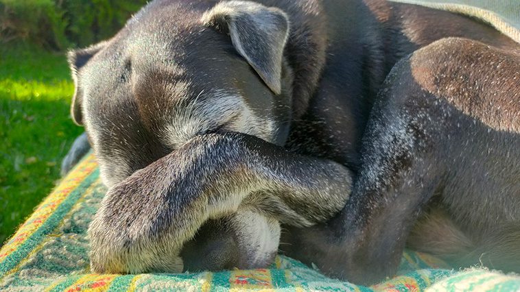 Hur mycket sover seniorhundar – och bör du vara orolig?