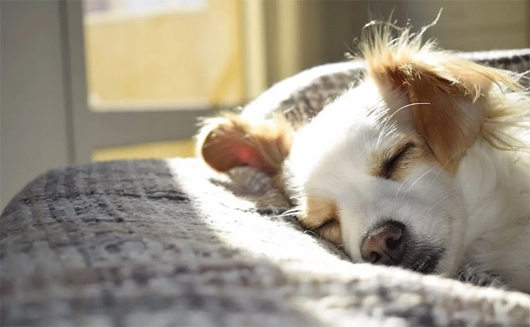Hur mycket sover seniorhundar – och bör du vara orolig?
