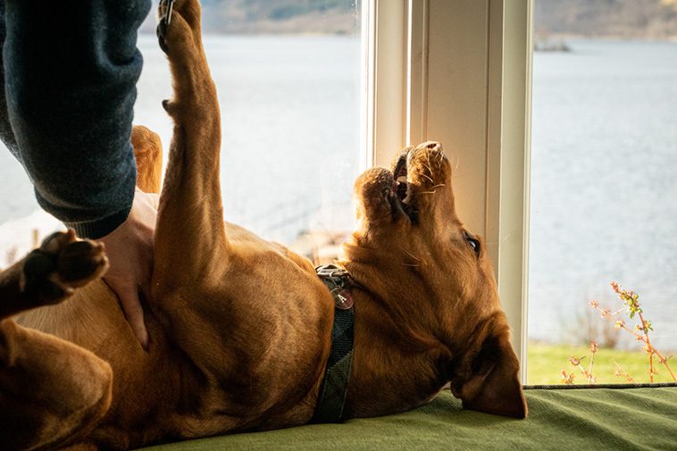Skottland på väg att införa certifikat för nya hundägare