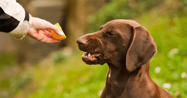 Veterinärens starka varning: TikTok-trenden som utsätter hundar för citroner