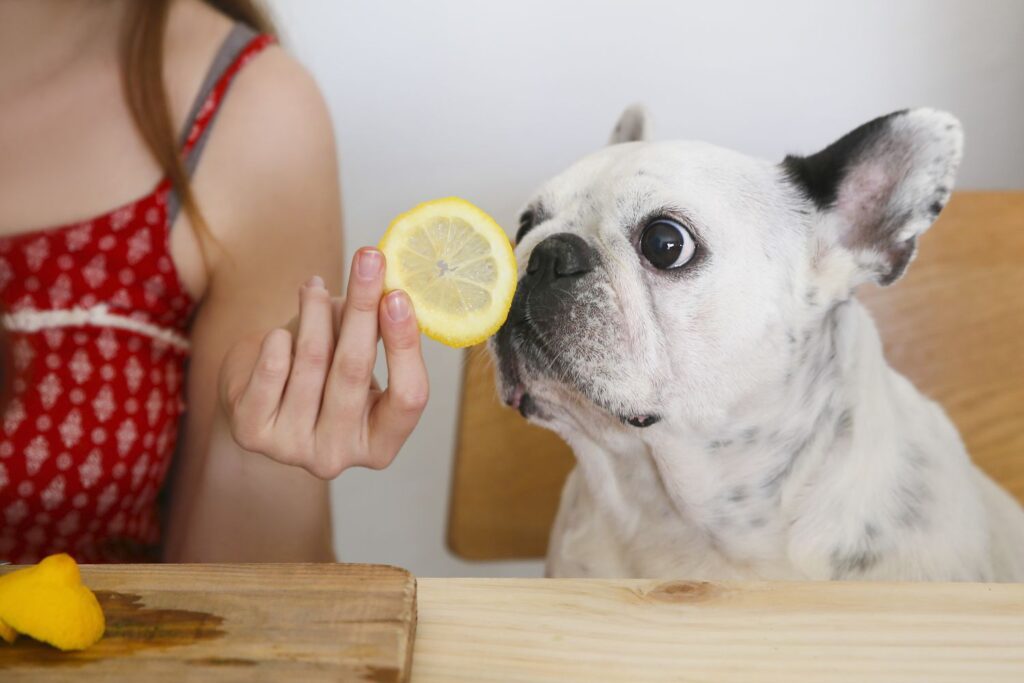 Veterinärens starka varning: TikTok-trenden som utsätter hundar för citroner