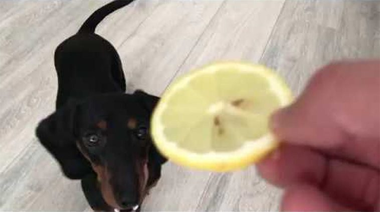 Veterinärens starka varning: TikTok-trenden som utsätter hundar för citroner