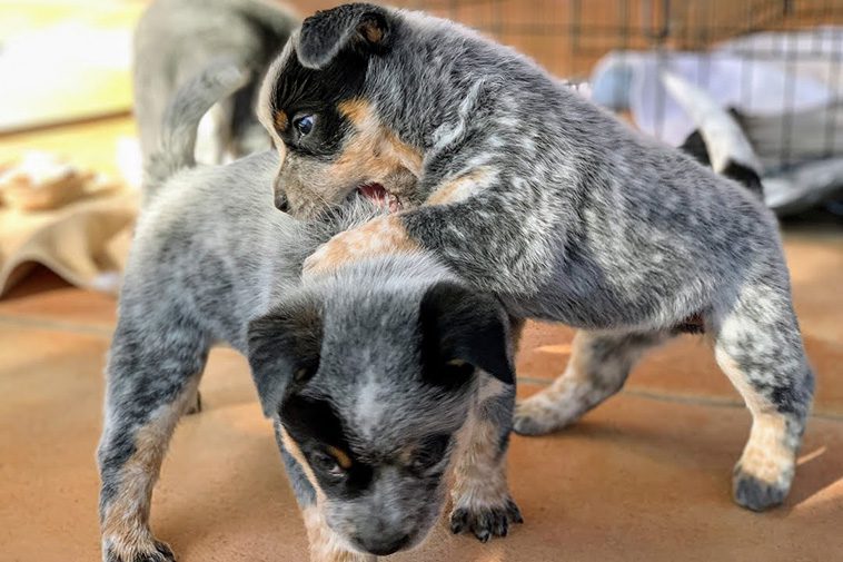 Hundraser: Australian Stumpy Tail Cattle Dog
