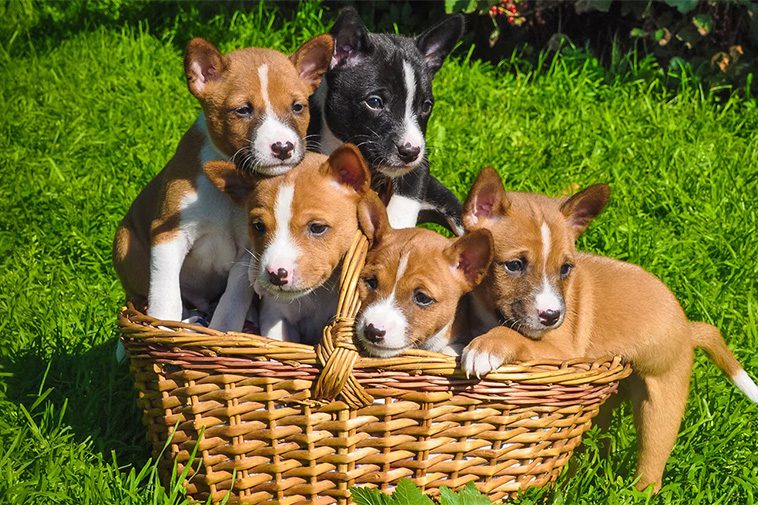 Hundraser: Basenji