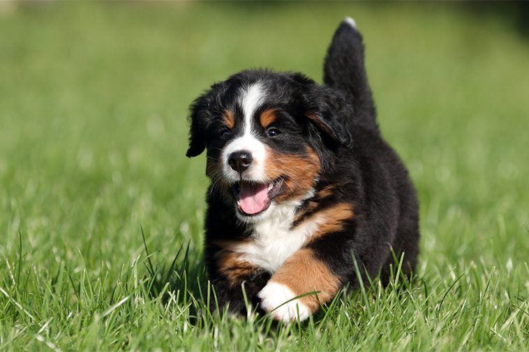 Hundraser: Berner Sennenhund