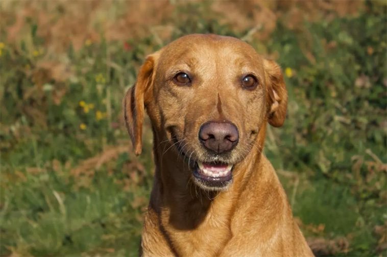 Labradoren Narla var spårlöst försvunnen – tills familjen hörde ett gny från en klippavsats