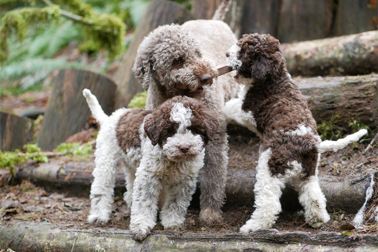 Hundraser: Lagotto Romagnolo