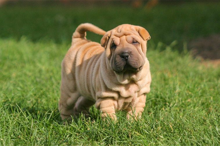 Hundraser: Shar Pei