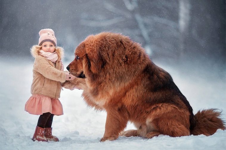 Hundraser: Tibetansk Mastiff