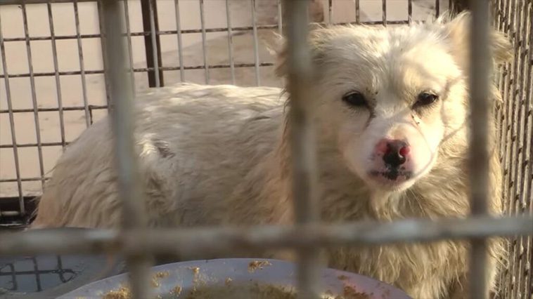 Dold kamera avslöjar brutalt djurplågeri mot hundar och katter i Kina