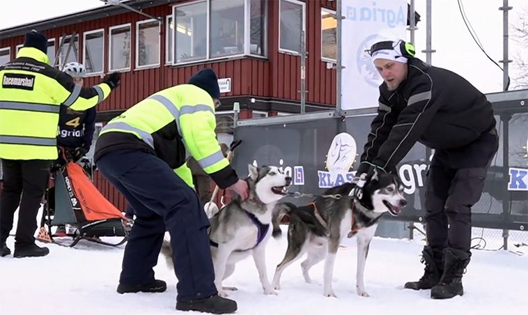 Över tusen hundar samlades i Östersund för draghunds-VM