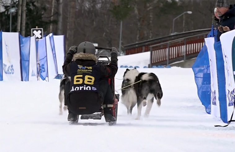 Över tusen hundar samlades i Östersund för draghunds-VM