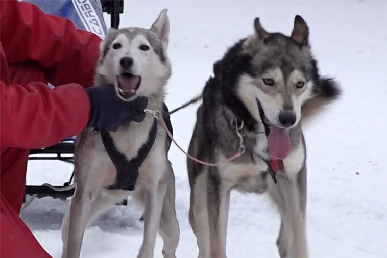 Över tusen hundar samlades i Östersund för draghunds-VM
