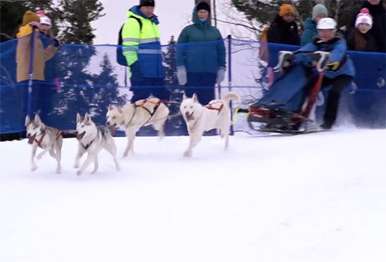 Över tusen hundar samlades i Östersund för draghunds-VM
