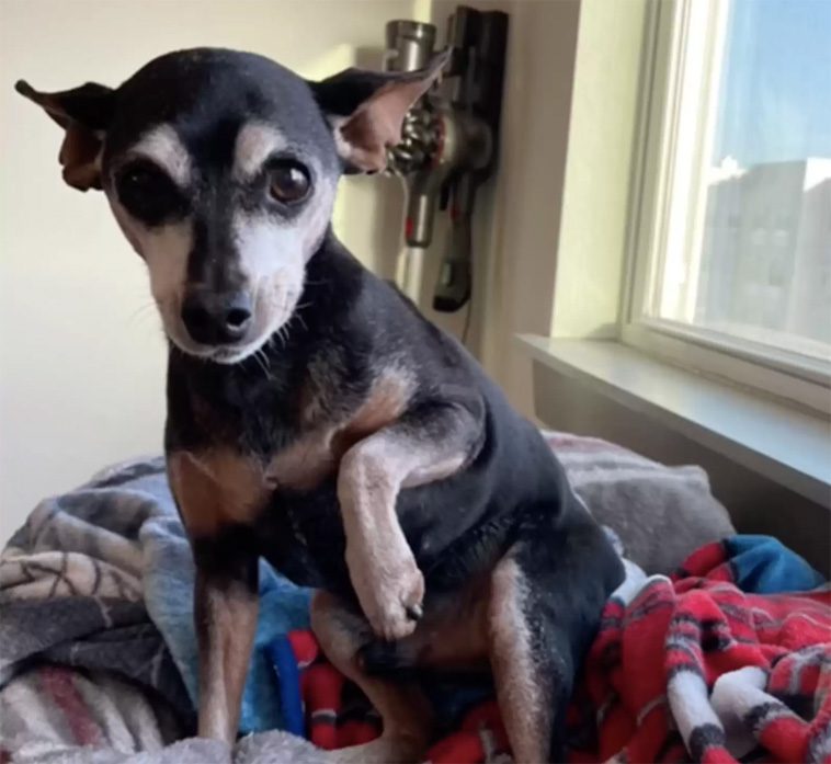 Lurig hund fejkar skada för godis – men får smaka på sin egen medicin