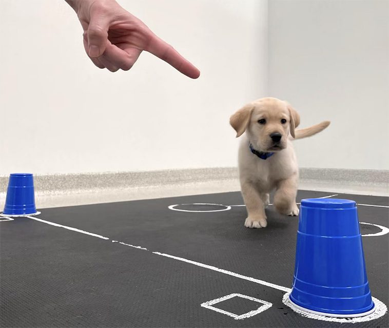 Så får du din hund att sluta ignorera dig