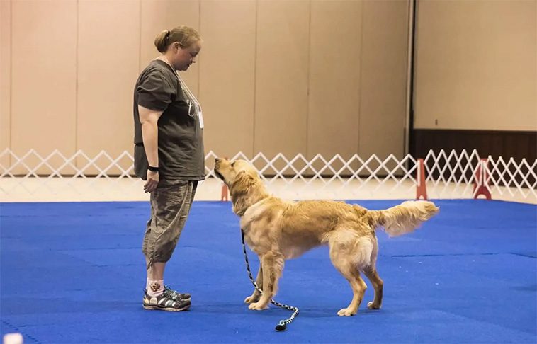 Så får du din hund att sluta ignorera dig