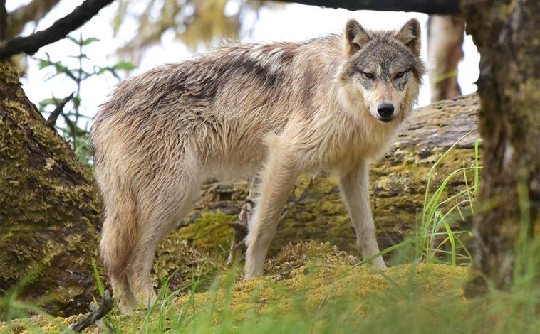 Hunden kan ha domesticerat sig själv på grund av sin kärlek till godsaker, enligt ny studie