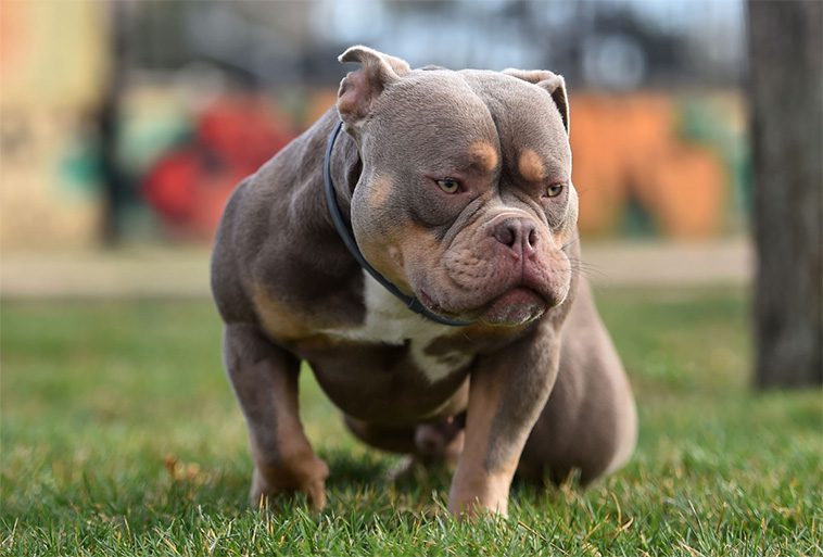 19-årig kvinna död efter misstänkt attack av XL Bully-hund