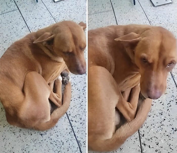 Den lojala hunden som väntade nio dagar utanför sjukhuset på sin ägare