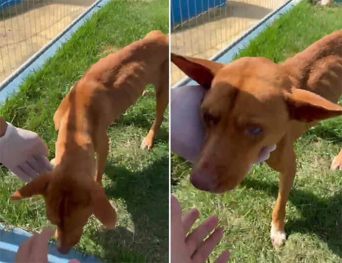 Den lojala hunden som väntade nio dagar utanför sjukhuset på sin ägare