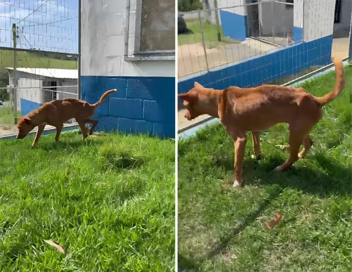 Den lojala hunden som väntade nio dagar utanför sjukhuset på sin ägare