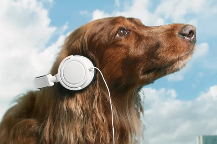 Ny svensk studie bekräftar att naturljud och ljudböcker kan minska hundars stress