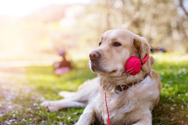 Ny svensk studie bekräftar att naturljud och ljudböcker kan minska hundars stress