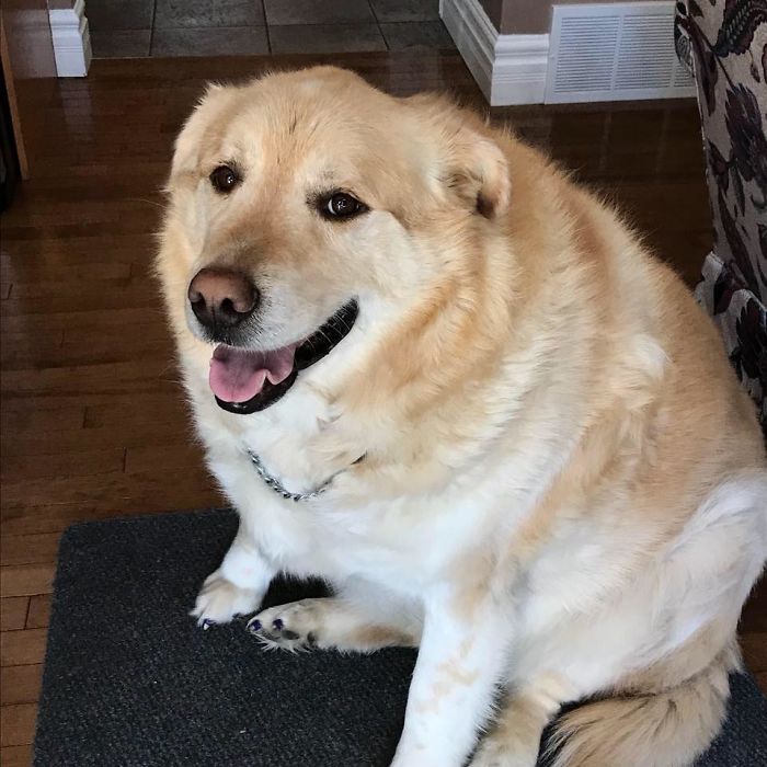 Överviktig hund skulle avlivas – nu sprider han glädje som terapihund