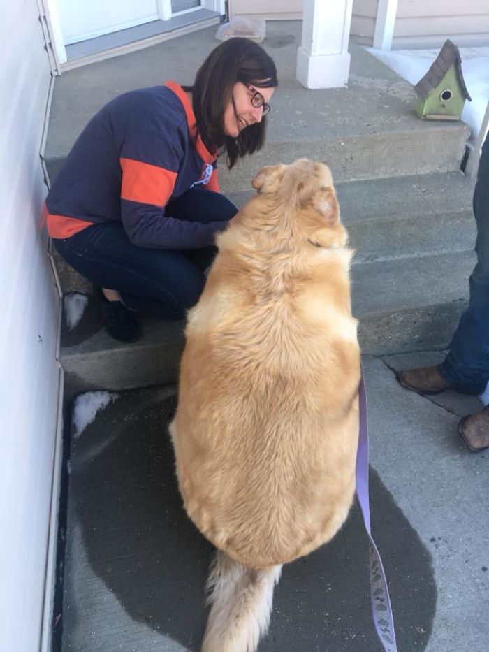 Överviktig hund skulle avlivas – nu sprider han glädje som terapihund