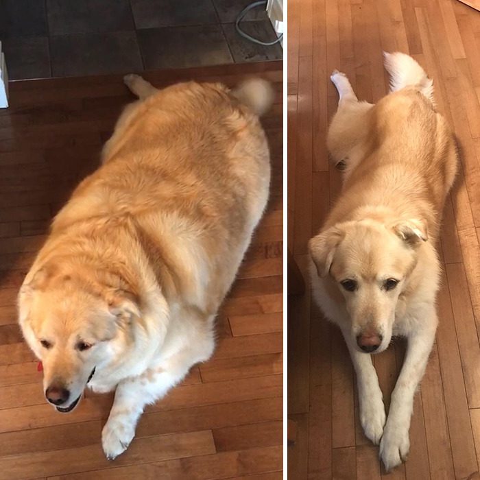 Överviktig hund skulle avlivas – nu sprider han glädje som terapihund