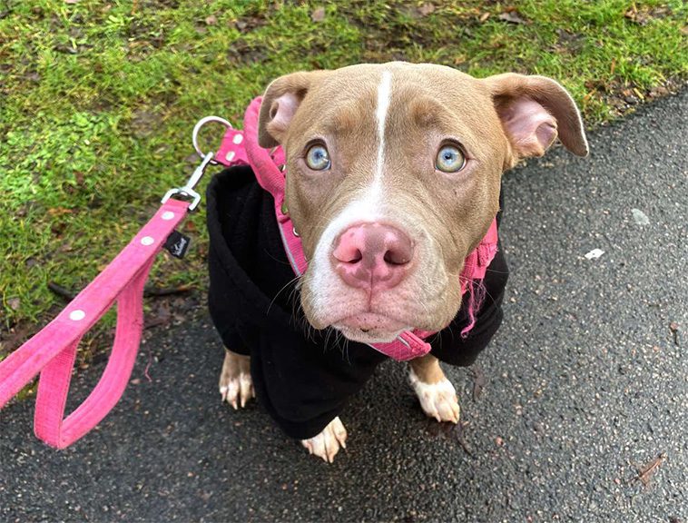 Pitbull-valpen ryckte in när 22-åriga Hanna blev attackerad på promenad
