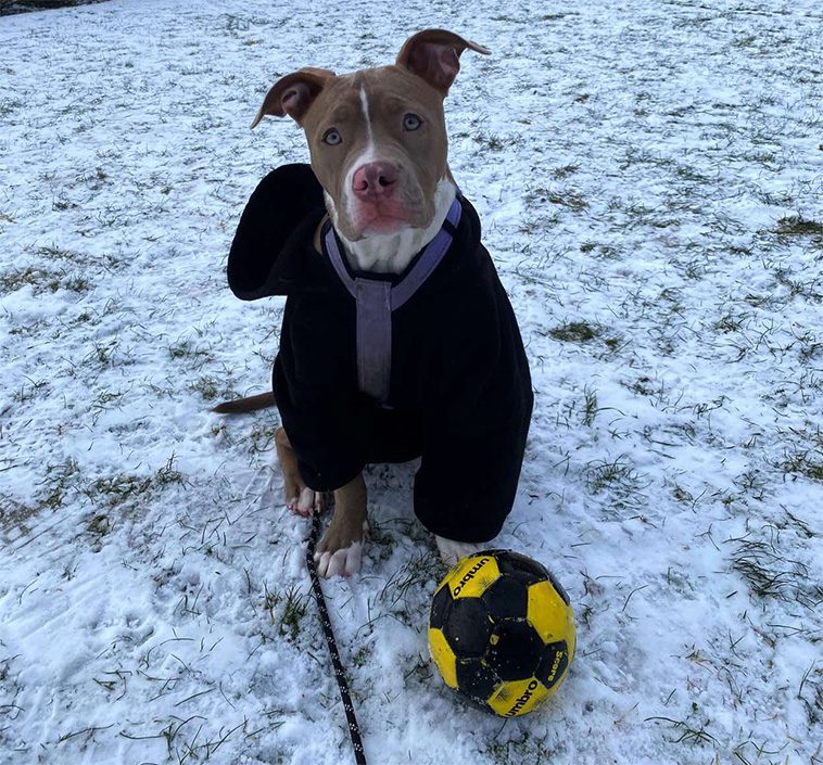 Pitbull-valpen ryckte in när 22-åriga Hanna blev attackerad på promenad