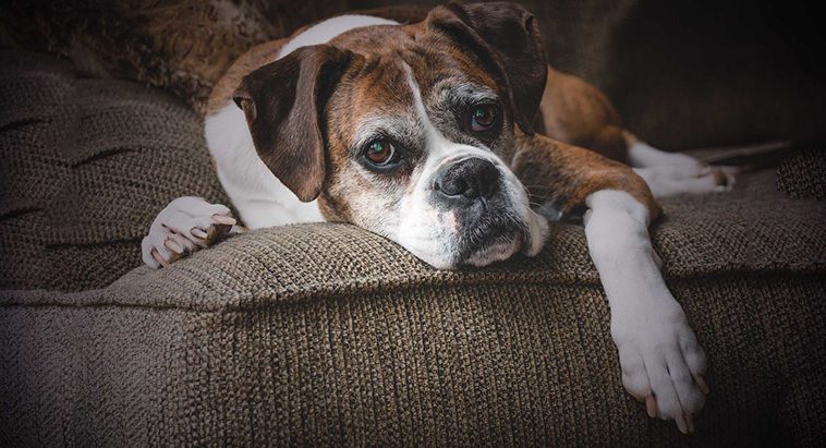 Nya studier visar att svenskarna ljuger för chefen – för att ta hand om sin sjuka hund