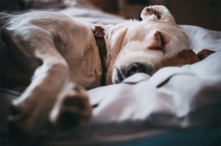 Nya studier visar att svenskarna ljuger för chefen – för att ta hand om sin sjuka hund